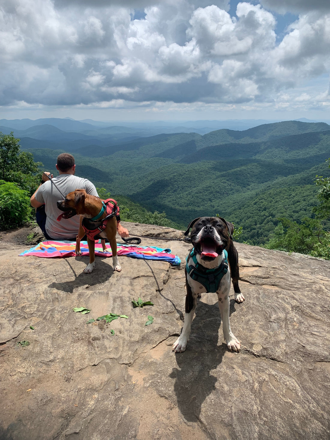 A picture of our two pups from a hike in North Georgia